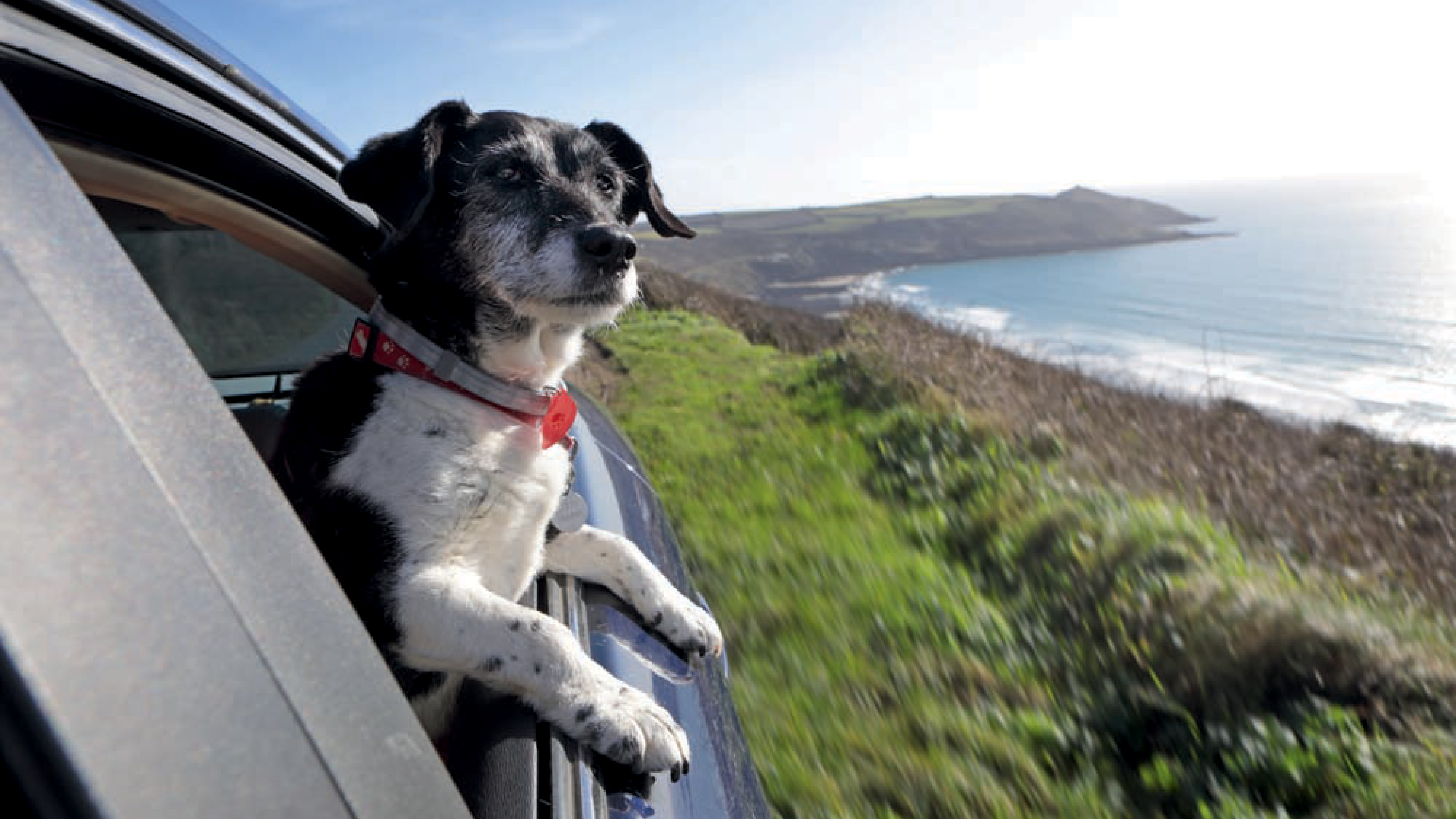 a-dog-leaning-out-of-a-car-window.png