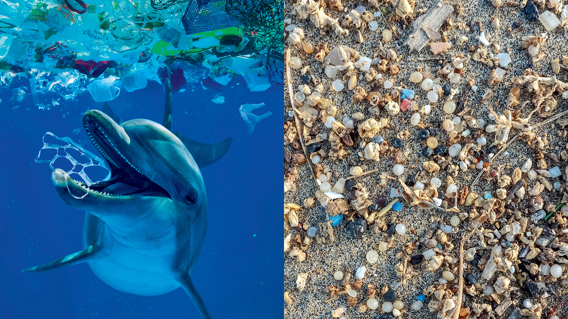 a-dolphin-swallowing-plastic-and-another-photo-of-a-beach-covered-in-plastic-2.jpg