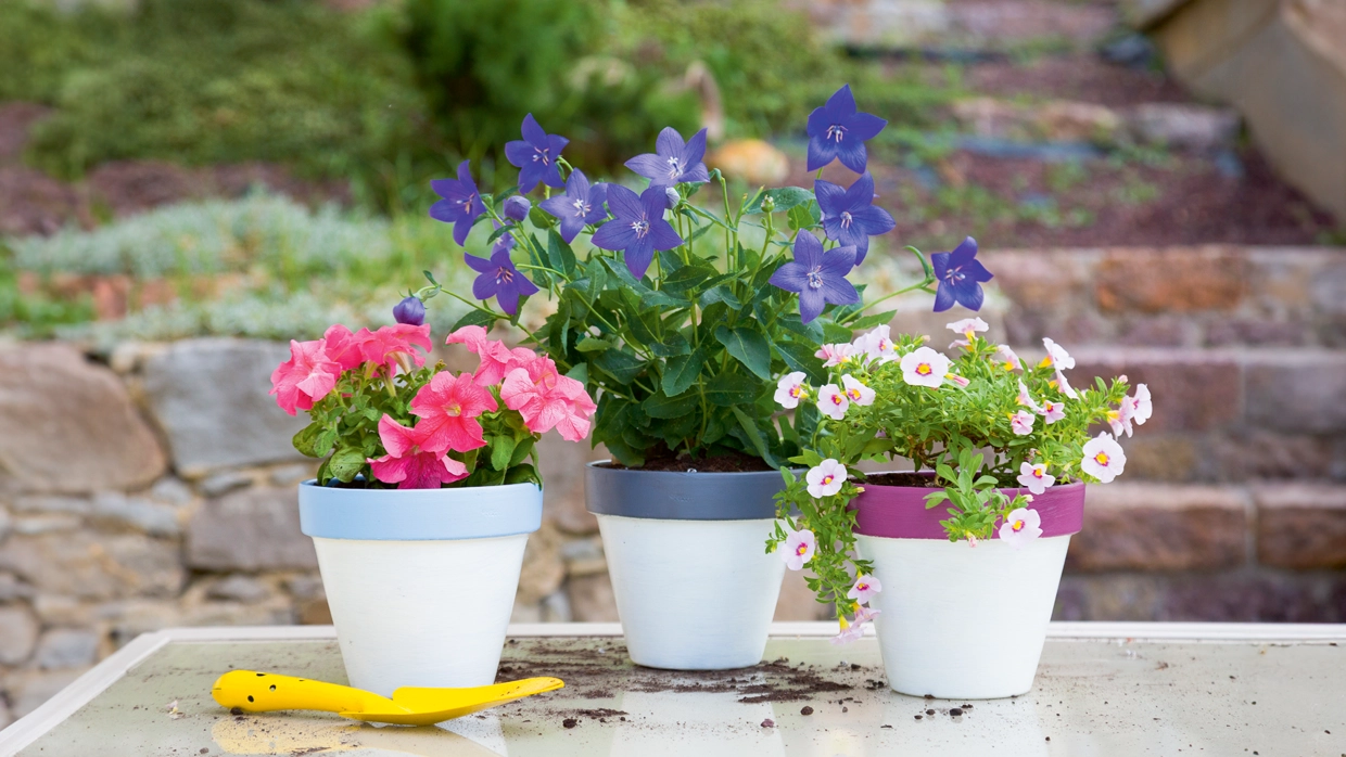 Three plant pots with flowers side-by-side