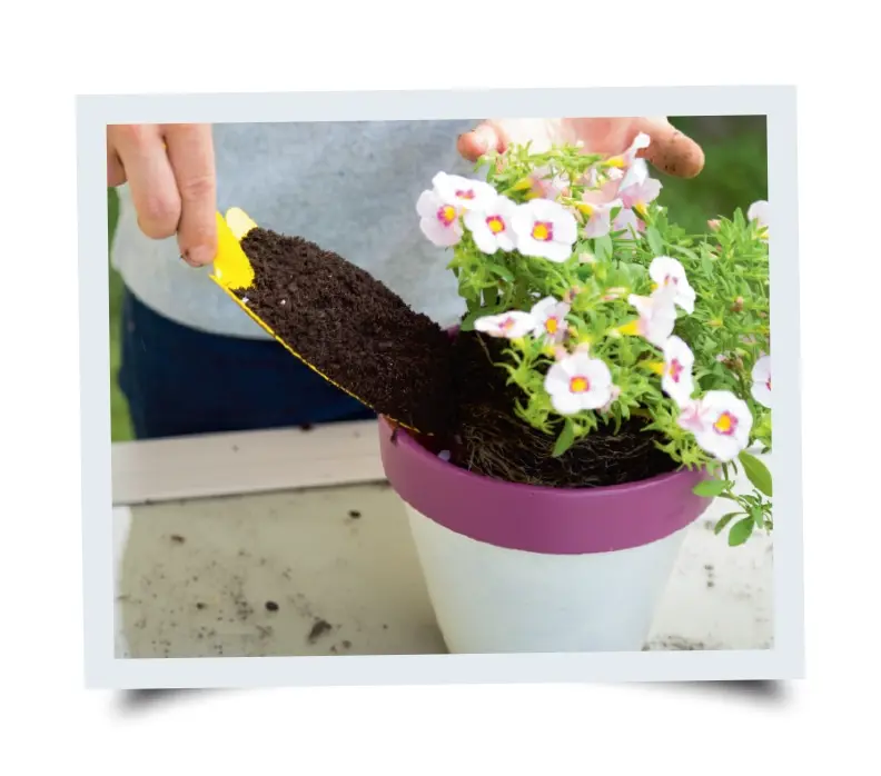 photo of three stars side-by-side